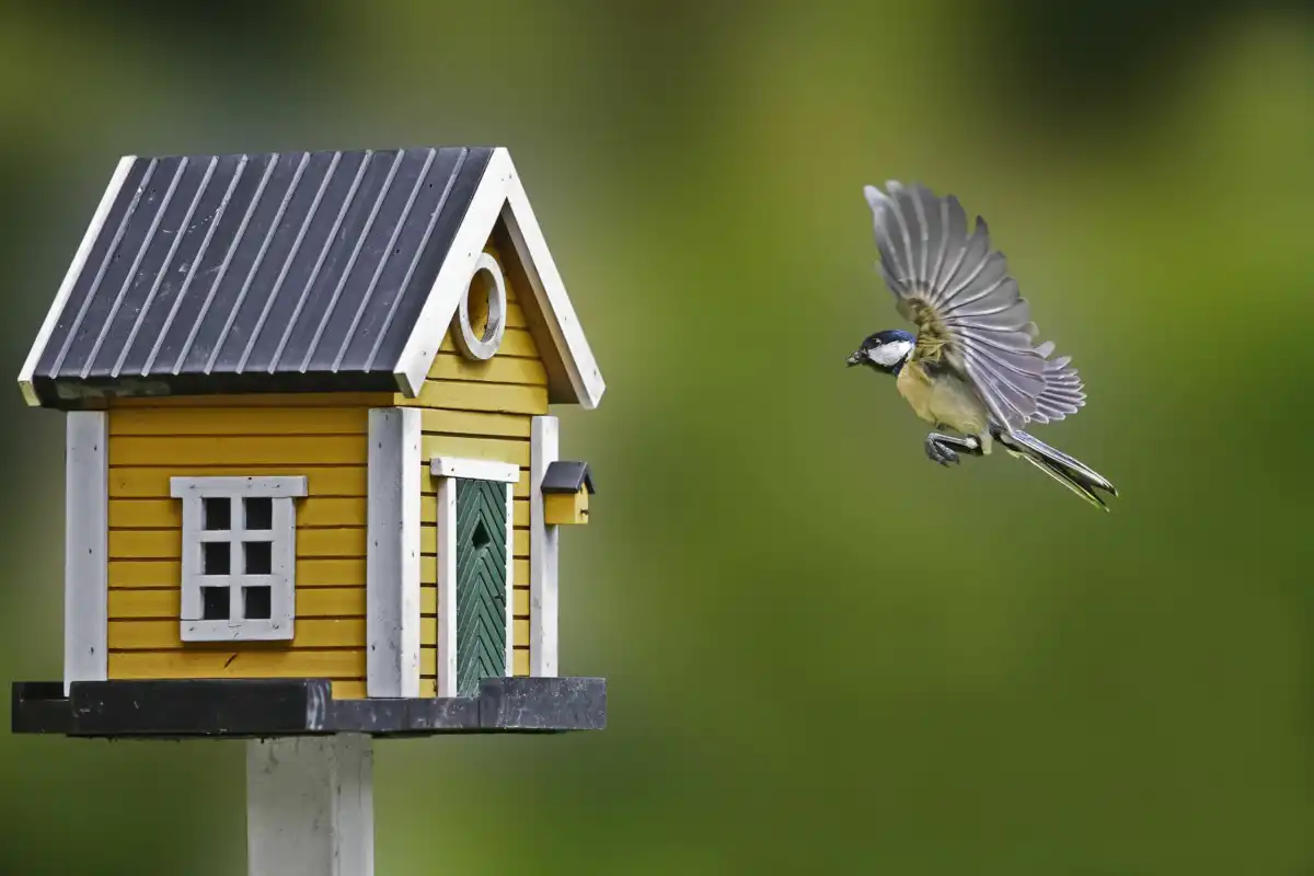 nichoir-oiseaux-NF-scaled