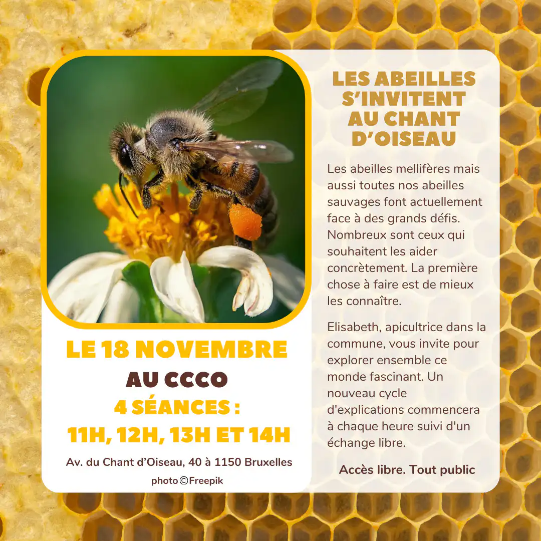 affiche abeilles CCCO 18 novembre affichage
