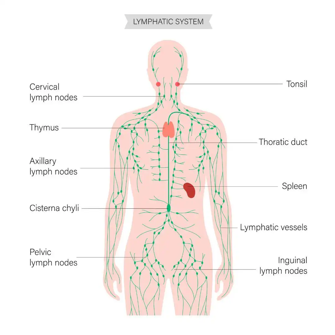 Auto-drainage lymphatique, cycle de 5 cours